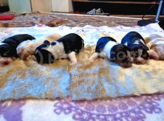 Irk Ve Sağlik Garanti̇li̇ Safkan Eli̇zhabeth Beagle görsel