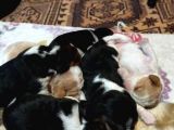 Irk Ve Sağlik Garanti̇li̇ Safkan Eli̇zhabeth Beagle