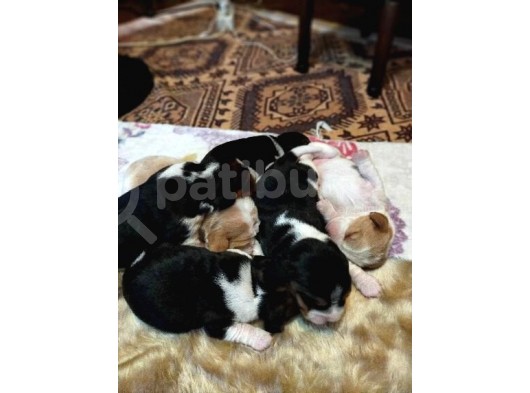 Irk Ve Sağlik Garanti̇li̇ Safkan Eli̇zhabeth Beagle görsel