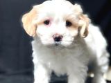 Özel Üretim Maltipoo
