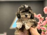 2 Aylik Erkek Blue Phantom Poodle
