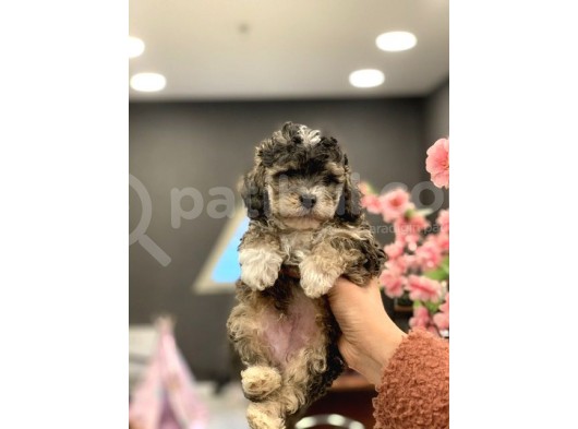 2 Aylik Erkek Blue Phantom Poodle görsel