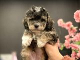 2 Aylik Erkek Blue Phantom Poodle