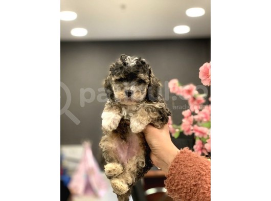 2 Aylik Erkek Blue Phantom Poodle