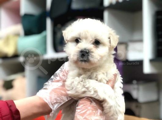 2 Aylik Di̇şi̇ Maltese Terri̇er