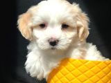 Mükemmel Dizayn Irk Maltipoo Bebeği