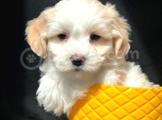 Mükemmel Dizayn Irk Maltipoo Bebeği görsel