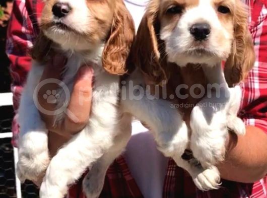 Orjinal Küt Burun Cavalier King Charles Spaniel