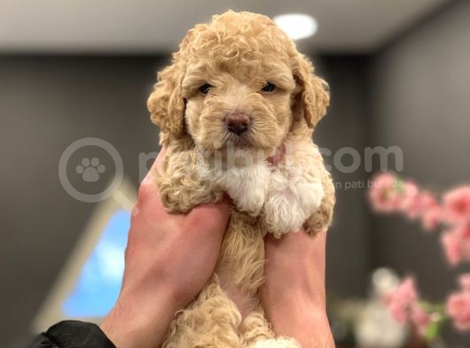 2 Aylik Di̇şi̇ Poodle Yavrumuz