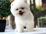 İrkinin En İyisi Safkan Pomeranian Boo Yavrularimiz