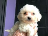 2 Aylik Erkek Maltese Terri̇er
