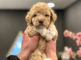2 Aylik Di̇şi̇ Poodle Yavrumuz
