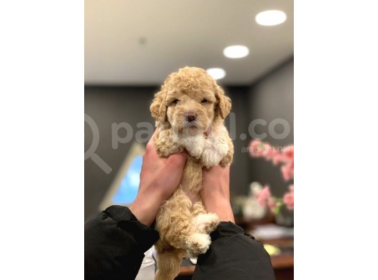 2 Aylik Di̇şi̇ Poodle Yavrumuz görsel