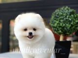 İrkinin En İyisi Safkan Pomeranian Boo Yavrularimiz
