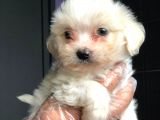 2 Aylik Erkek Maltese Terri̇er