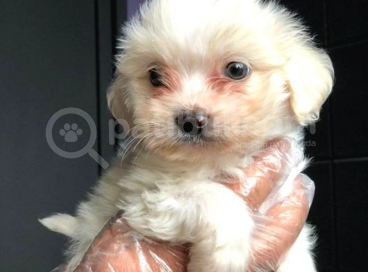 2 Aylik Erkek Maltese Terri̇er görsel