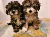 2 Ve 3 Aylık Mikro Çipli Maltipoo Yavrularımız