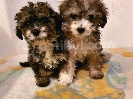 2 Ve 3 Aylık Mikro Çipli Maltipoo Yavrularımız görsel