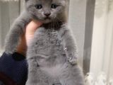 Fold Erkek Gri̇ Ve Poi̇nt