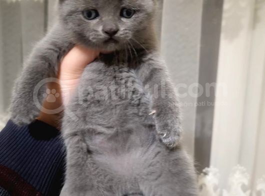 Fold Erkek Gri̇ Ve Poi̇nt görsel