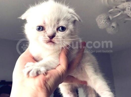 Fold Erkek Gri̇ Ve Poi̇nt görsel