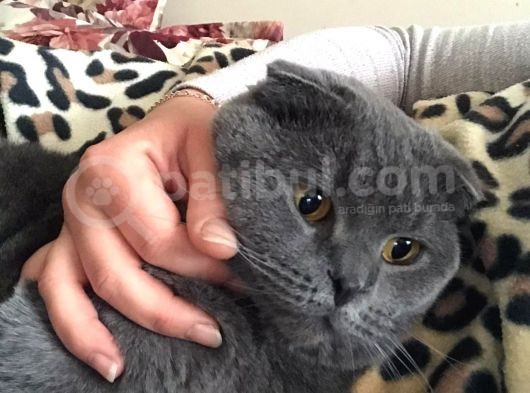 Anne British Baba Scotish Safkan Yavrularımız Rezerveye Açıktır görsel