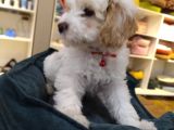 2 Ve 3 Aylık Mikro Çipli Maltipoo Yavrularımız