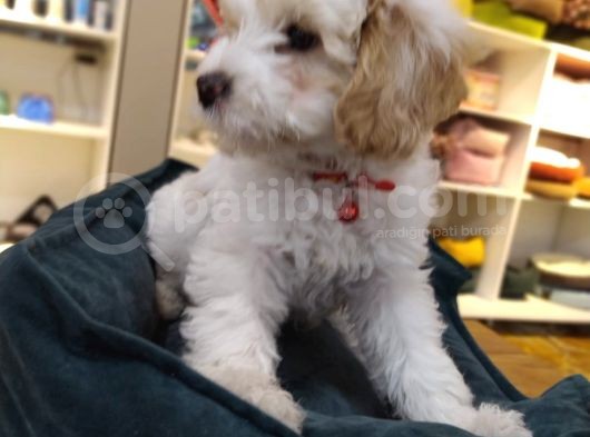 2 Ve 3 Aylık Mikro Çipli Maltipoo Yavrularımız görsel