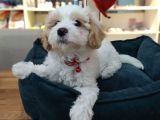 2 Ve 3 Aylık Mikro Çipli Maltipoo Yavrularımız