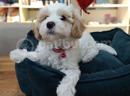 2 Ve 3 Aylık Mikro Çipli Maltipoo Yavrularımız