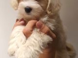 2 Ve 3 Aylık Mikro Çipli Maltipoo Yavrularımız