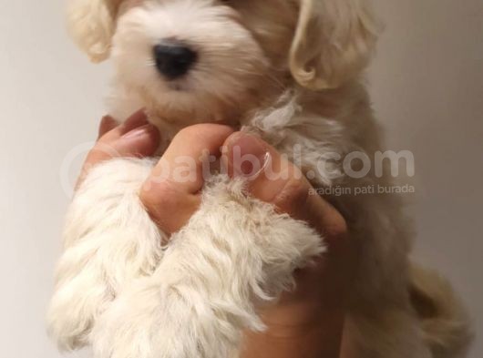 2 Ve 3 Aylık Mikro Çipli Maltipoo Yavrularımız görsel