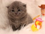 Scottish Fold Yavru 2 Aydan Küçükler