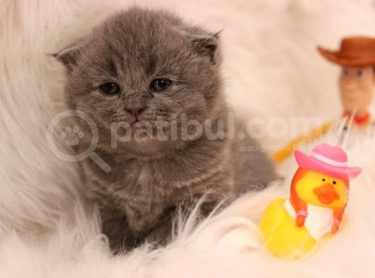 Scottish Fold Yavru 2 Aydan Küçükler görsel