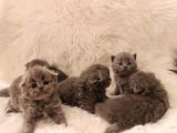 Scottish Fold Yavru 2 Aydan Küçükler