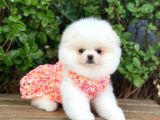 Sahibinden En Tatlı Irk Pomeranian Boo'Larımız