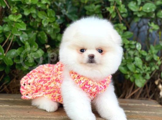 Sahibinden En Tatlı Irk Pomeranian Boo'Larımız görsel