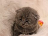 Scottish Fold Yavru 2 Aydan Küçükler
