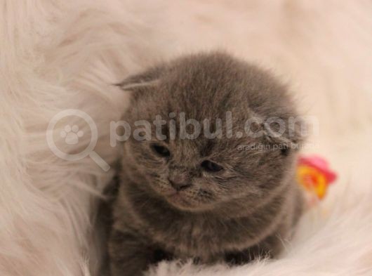 Scottish Fold Yavru 2 Aydan Küçükler görsel