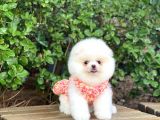 Sahibinden En Tatlı Irk Pomeranian Boo'Larımız