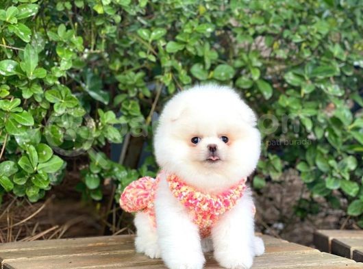 Sahibinden En Tatlı Irk Pomeranian Boo'Larımız görsel