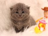 Scottish Fold Yavru 2 Aydan Küçükler