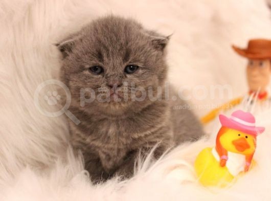 Scottish Fold Yavru 2 Aydan Küçükler görsel