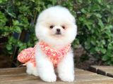 Sahibinden En Tatlı Irk Pomeranian Boo'Larımız