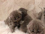 Scottish Fold Yavru 2 Aydan Küçükler