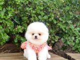 Sahibinden En Tatlı Irk Pomeranian Boo'Larımız