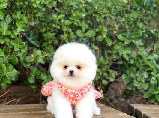 Sahibinden En Tatlı Irk Pomeranian Boo'Larımız görsel