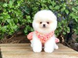 Sahibinden en Tatlı Irk Pomeranian Boo'larımız