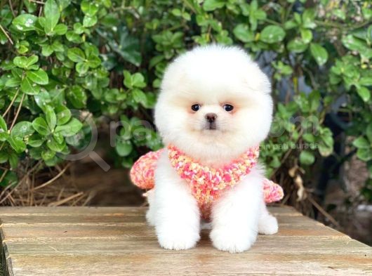Sahibinden En Tatlı Irk Pomeranian Boo'Larımız