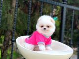 Sahibinden Orjinal Gülen Pomeranian Boo